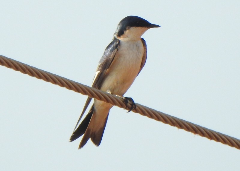 White-winged Swallow - ML642080711