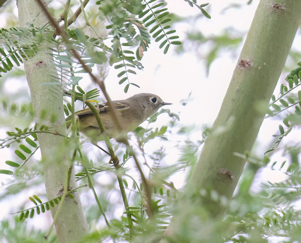 Ruby-crowned Kinglet - ML642080712