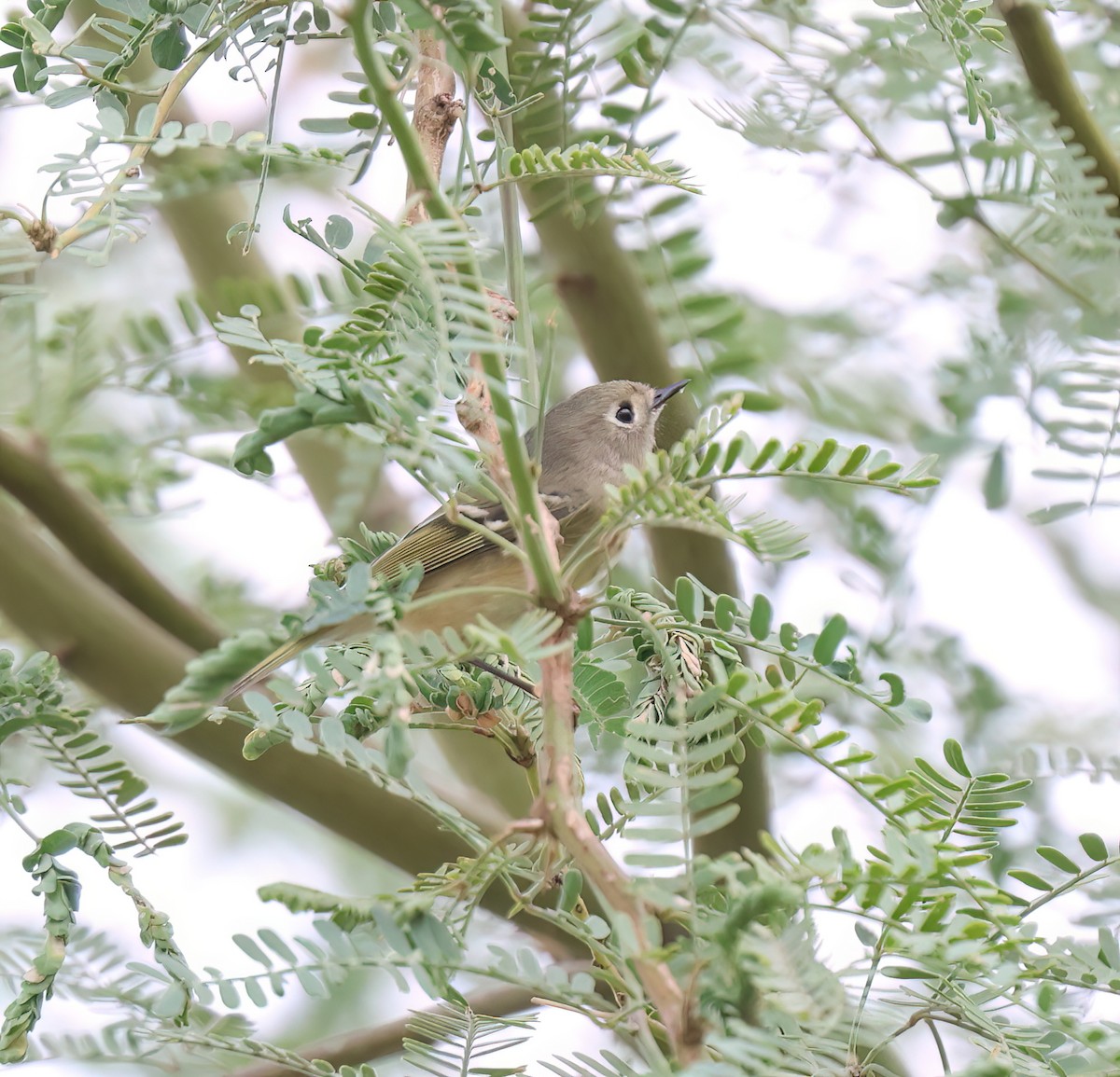 Ruby-crowned Kinglet - ML642080713