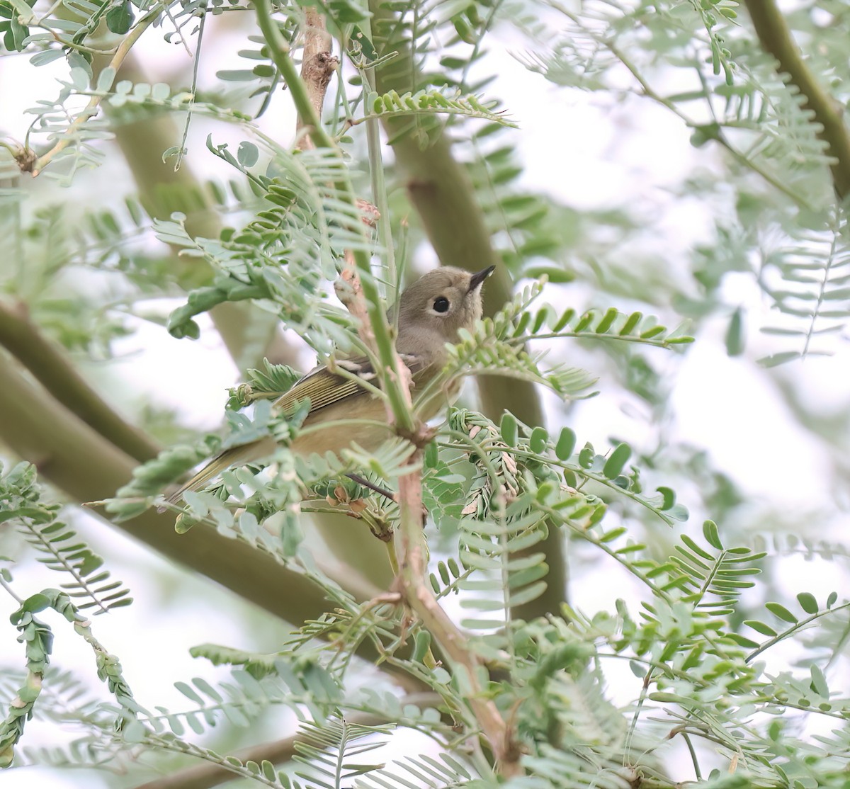 Ruby-crowned Kinglet - ML642080714