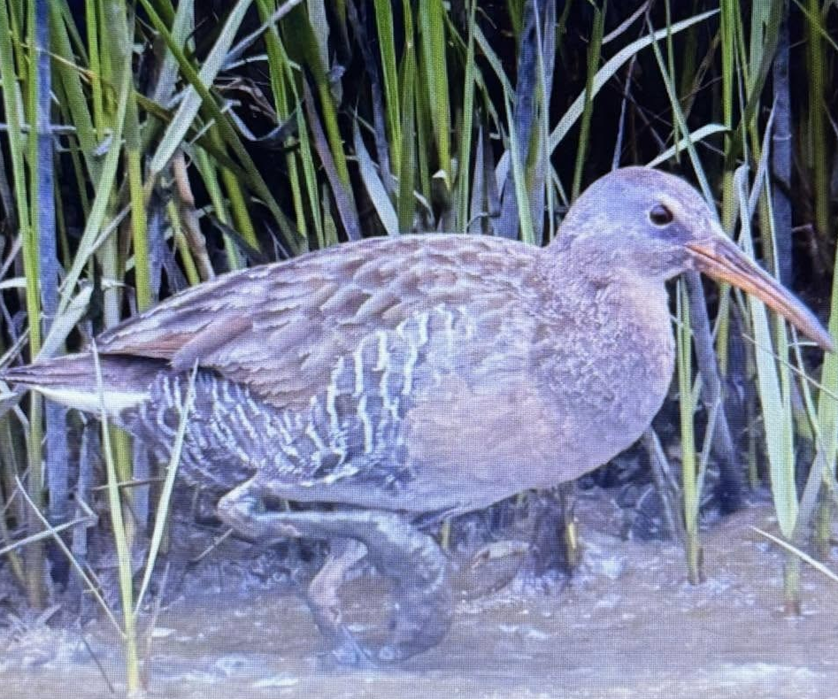 Clapper Rail - ML642080715
