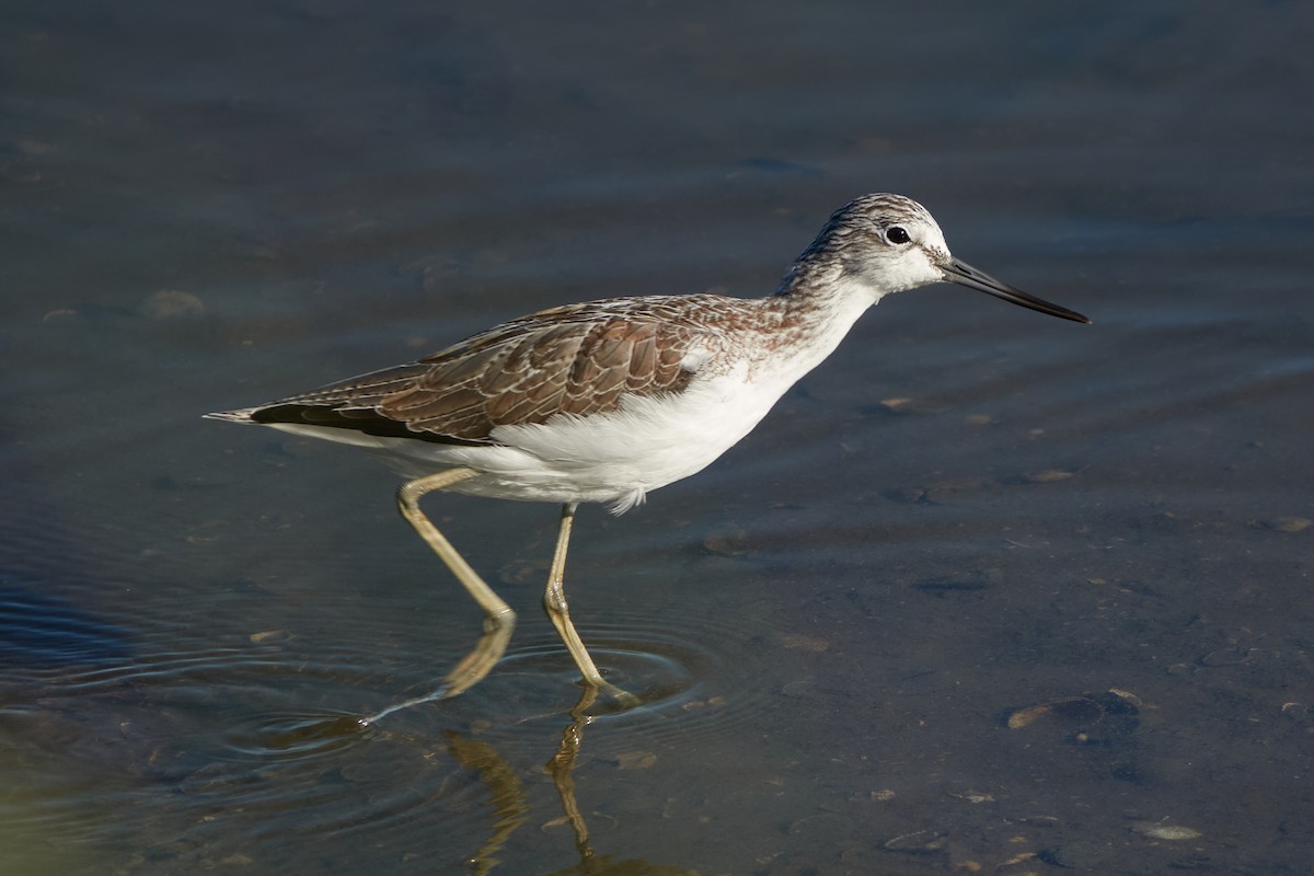 Common Greenshank - ML642080716