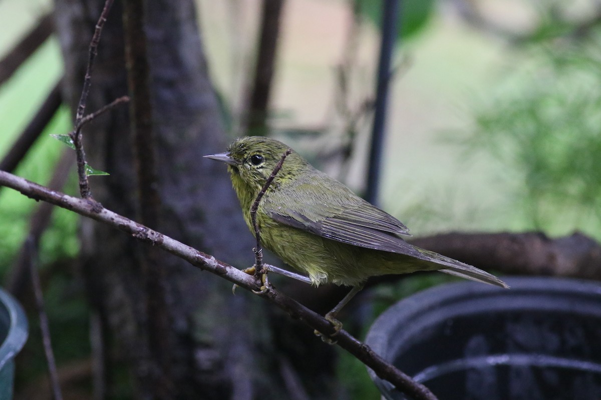 Orange-crowned Warbler - ML642080717