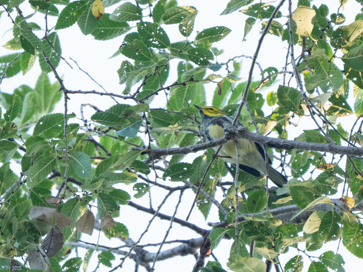 Black-throated Green Warbler - ML642080720