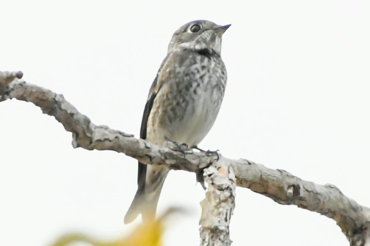 Dark-sided Flycatcher (Siberian) - ML642080721
