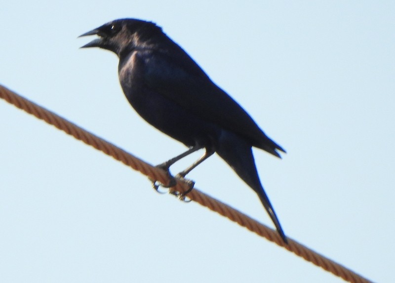 Shiny Cowbird - ML642080722