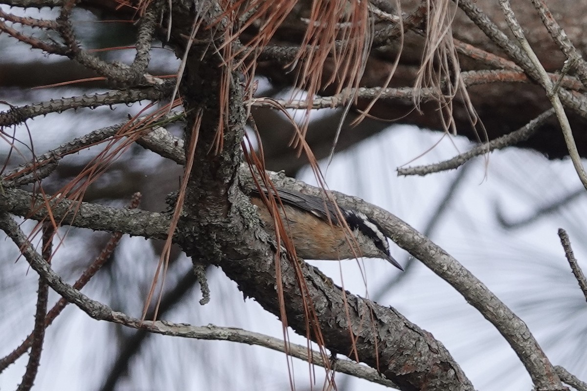 Red-breasted Nuthatch - ML642080723