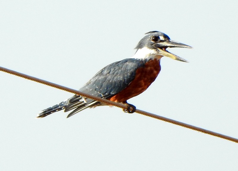 Ringed Kingfisher - ML642080725