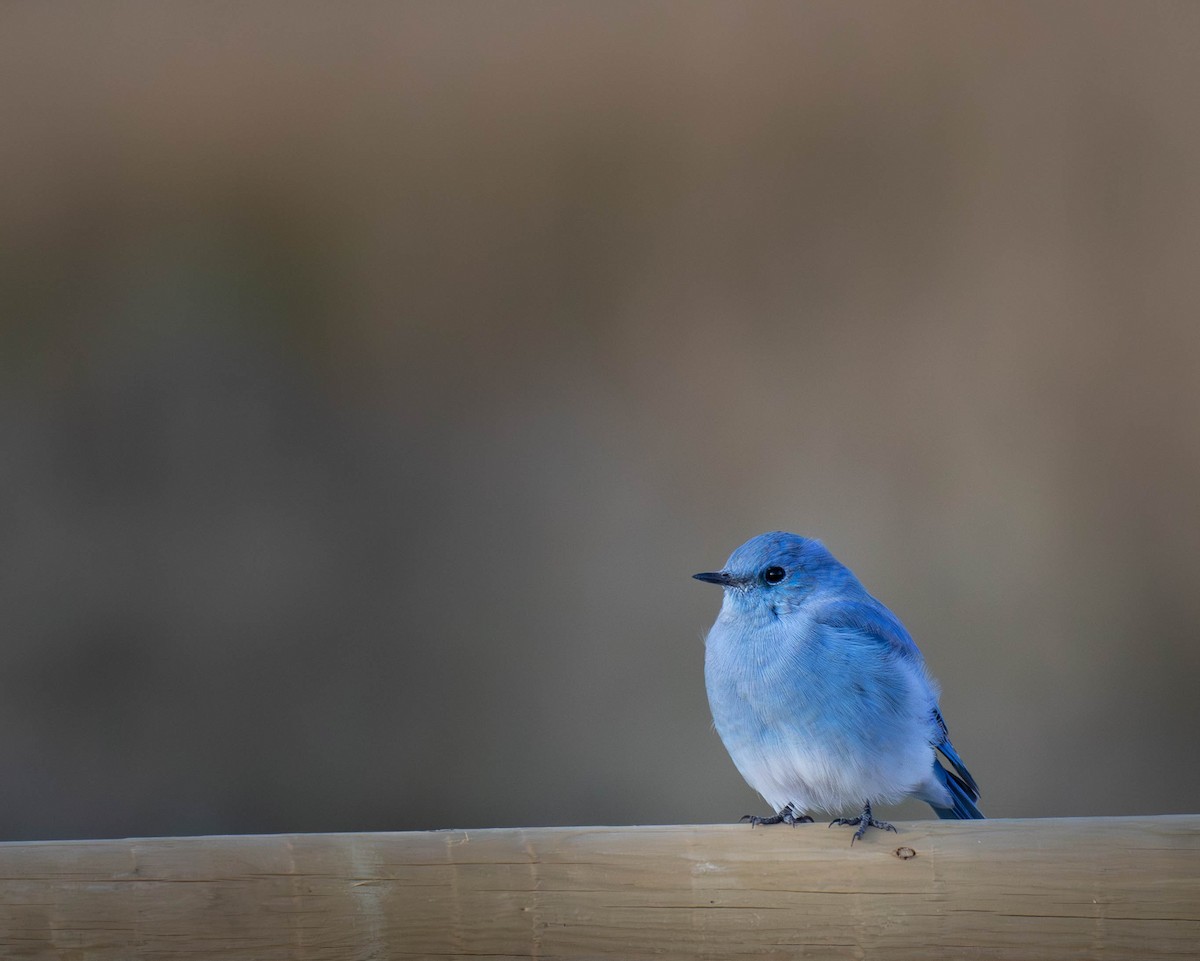 Mountain Bluebird - ML642080750