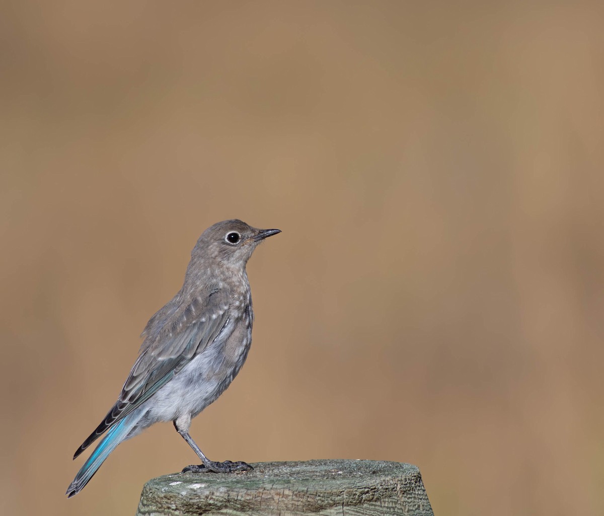 Mountain Bluebird - ML642080751