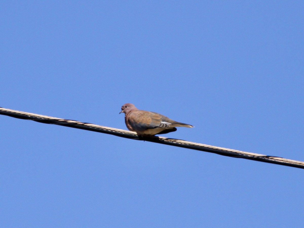 Tórtola Senegalesa - ML642080756