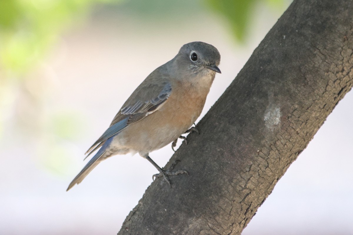 Western Bluebird - ML642080763