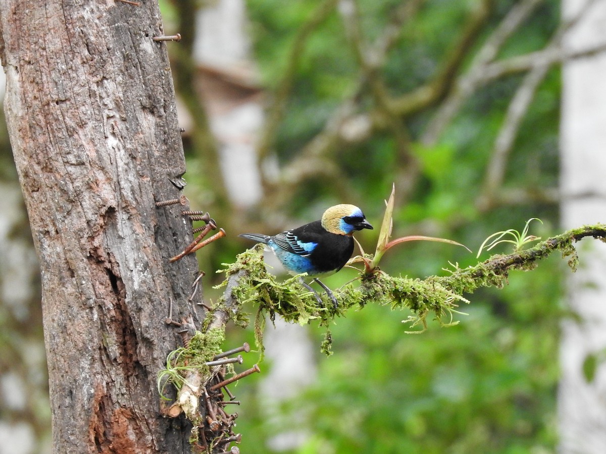Golden-hooded Tanager - ML642080771