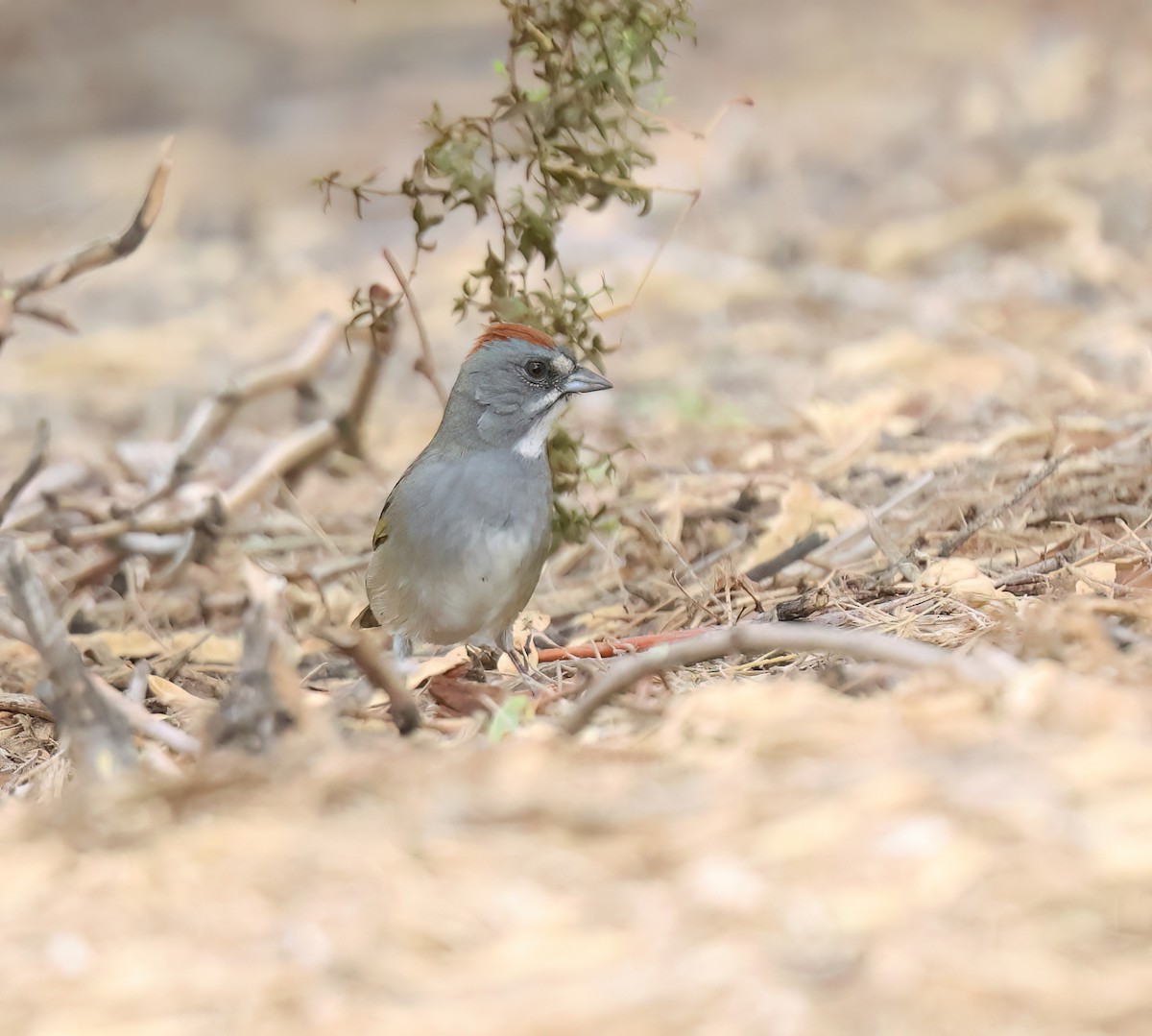 Green-tailed Towhee - ML642080776