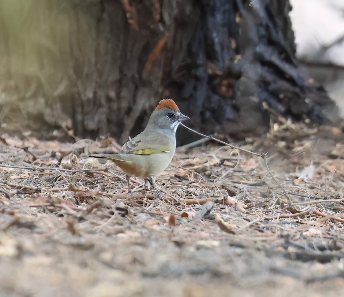 Green-tailed Towhee - ML642080777