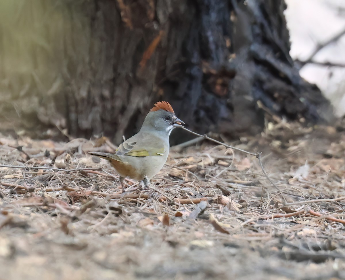 Green-tailed Towhee - ML642080778