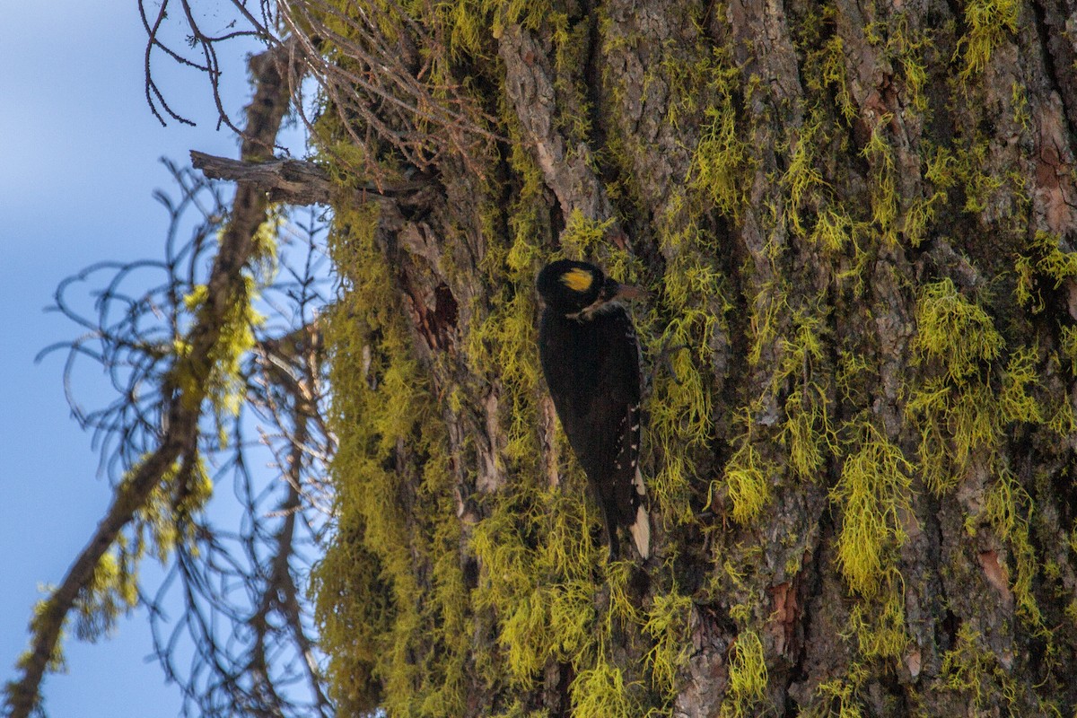 Black-backed Woodpecker - ML642080798