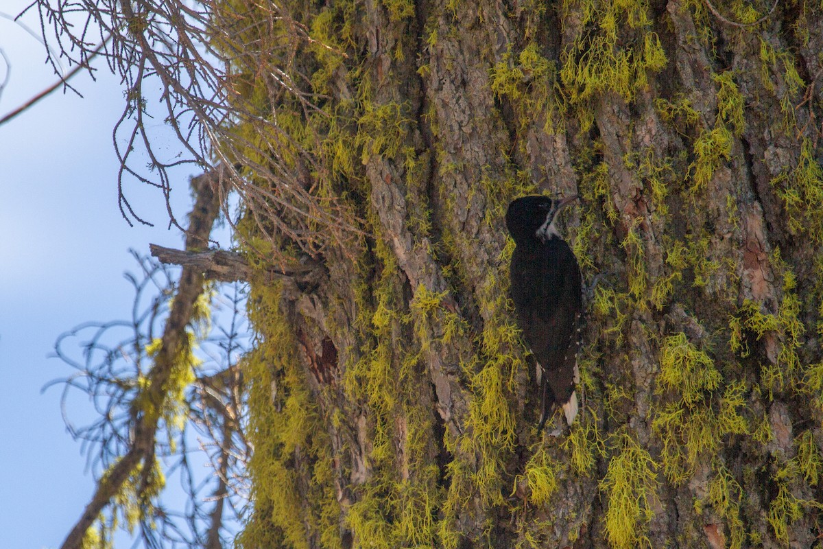 Black-backed Woodpecker - ML642080799