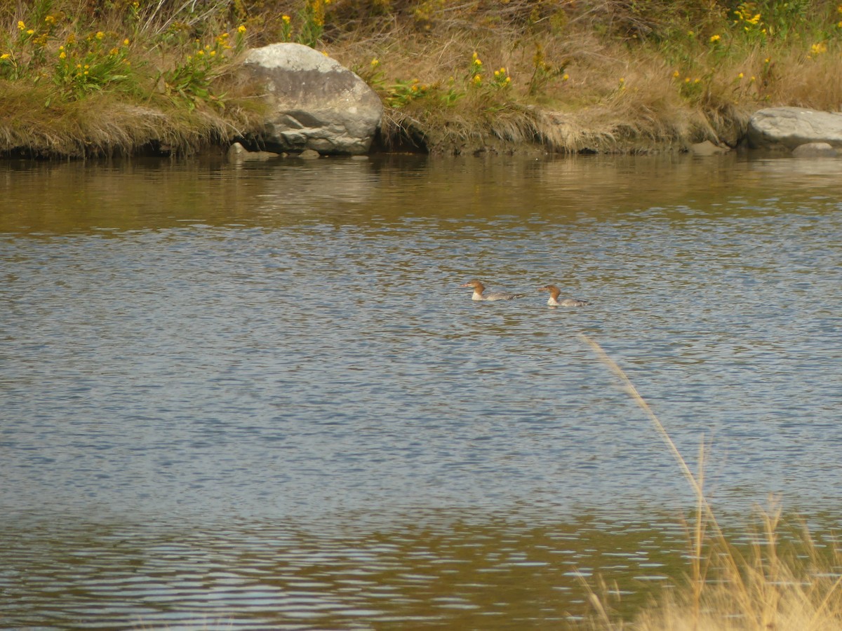 川秋沙 - ML642080812