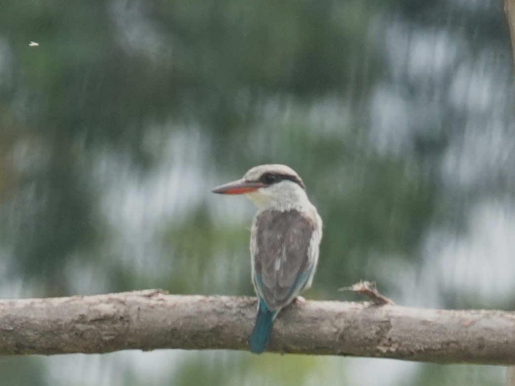 Striped Kingfisher - ML642080830