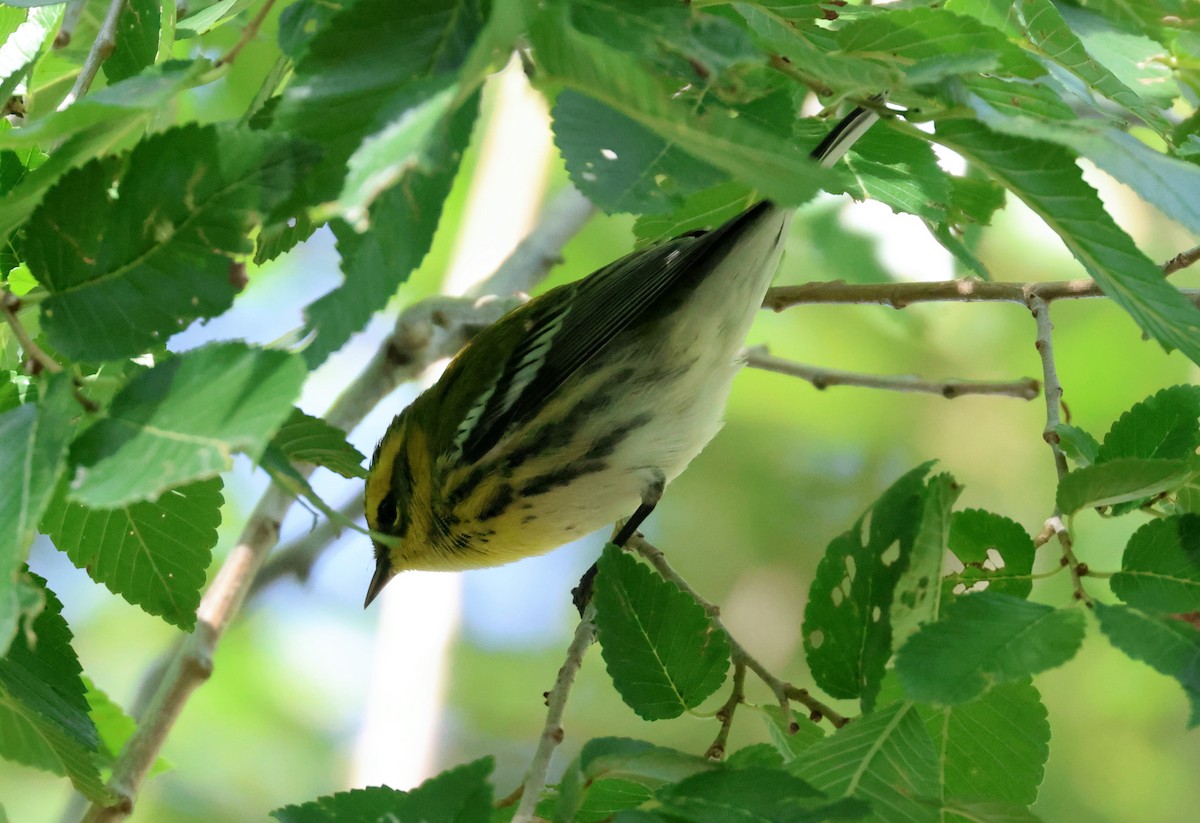 Townsend's Warbler - ML642080850