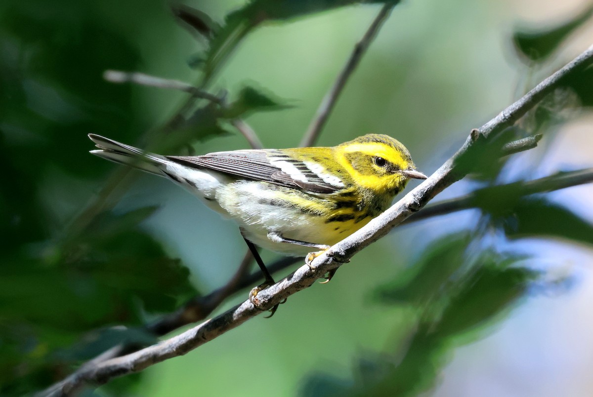 Townsend's Warbler - ML642080856
