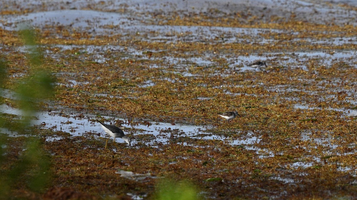 Lesser Yellowlegs - ML642080864