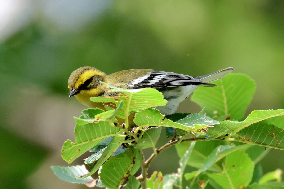 Townsend's Warbler - ML642080866