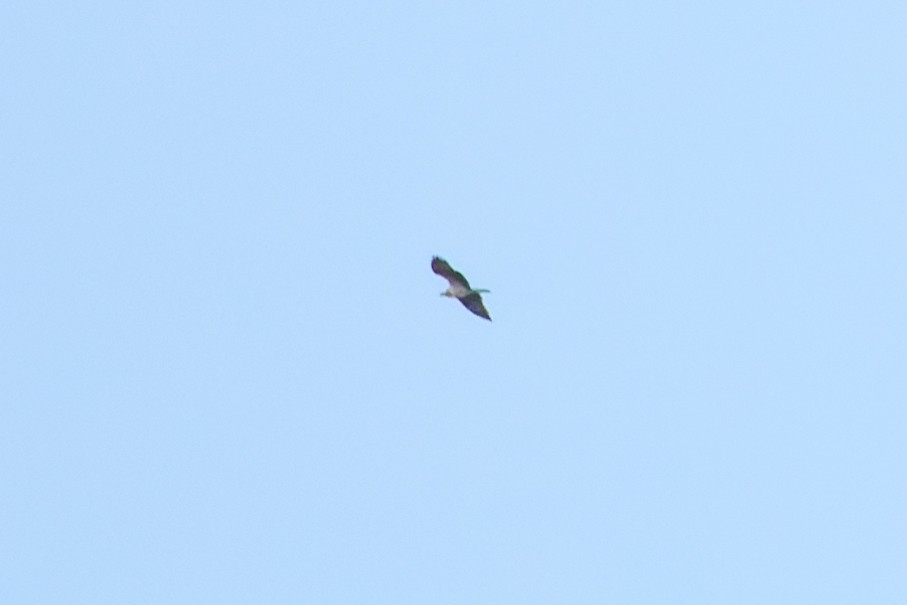 fiskeørn - ML642080890