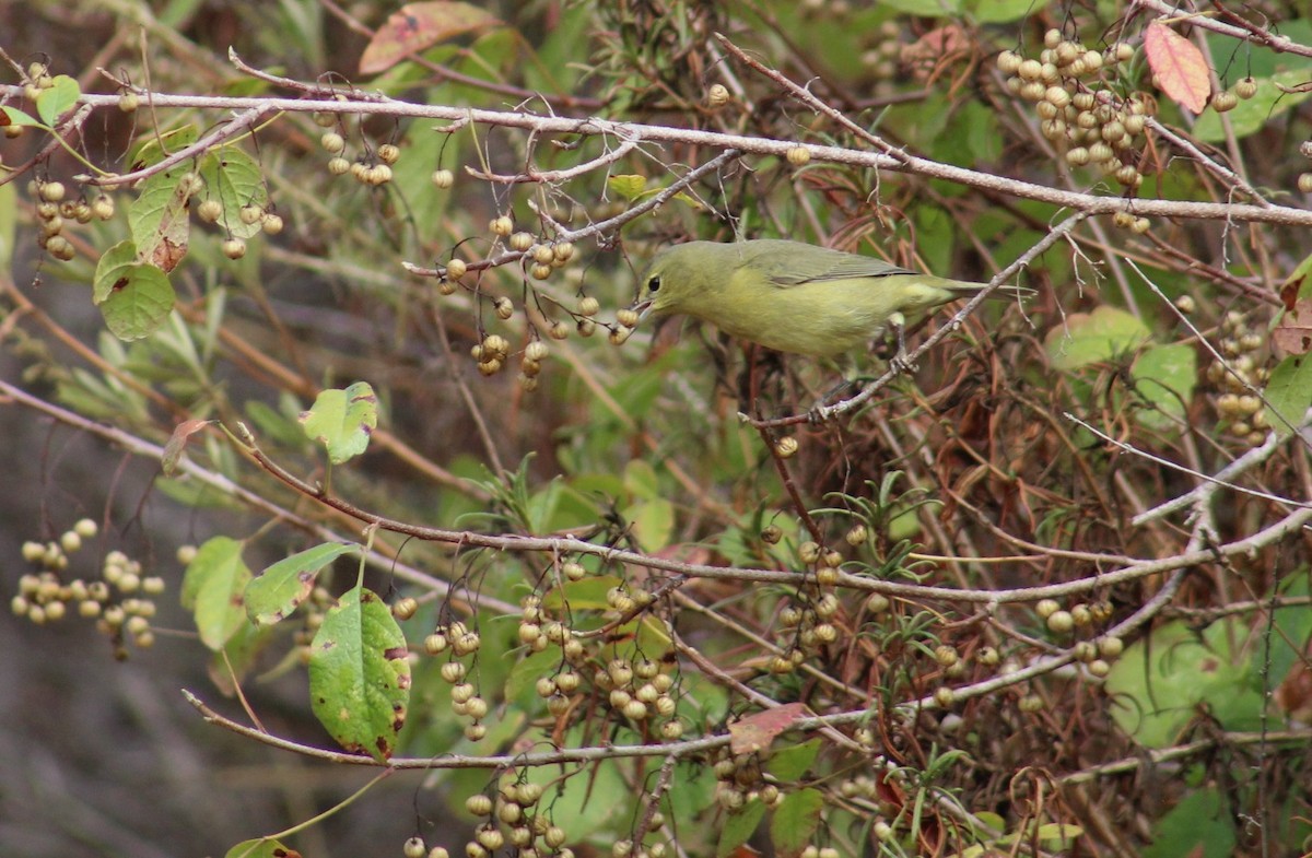oransjekroneparula - ML642080900