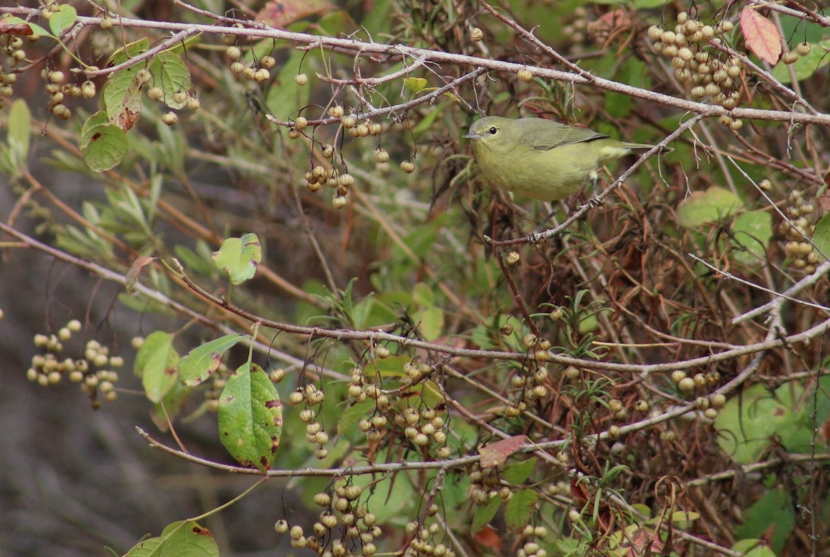 oransjekroneparula - ML642080901