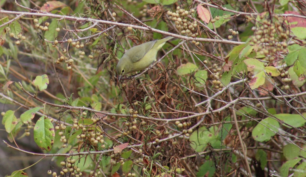 oransjekroneparula - ML642080902