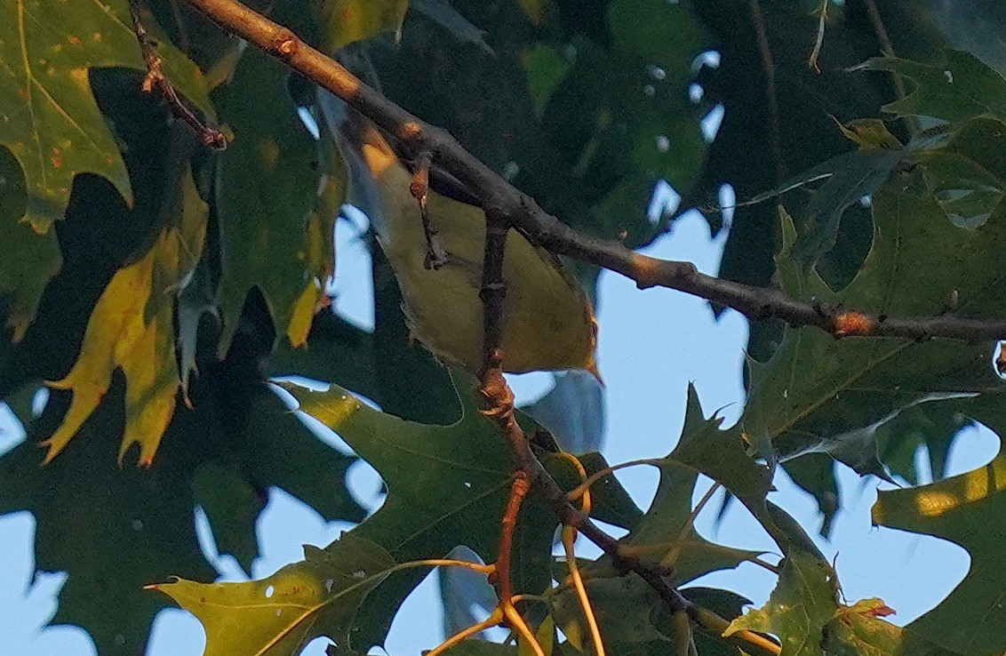 møllparula - ML642080905