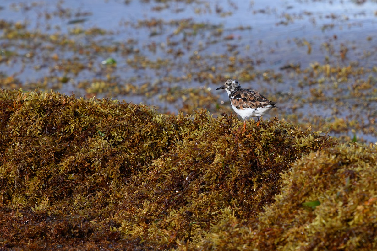 Ruddy Turnstone - ML642080906