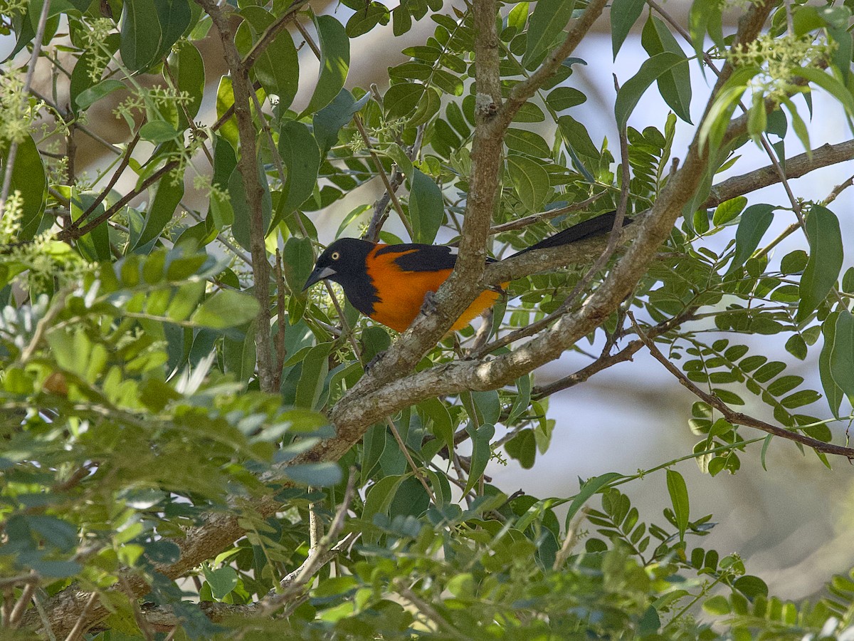 campostrupial - ML642080917