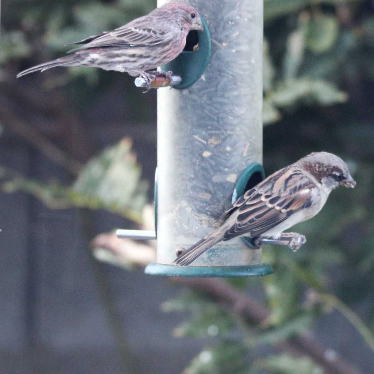 House Sparrow - ML642080926