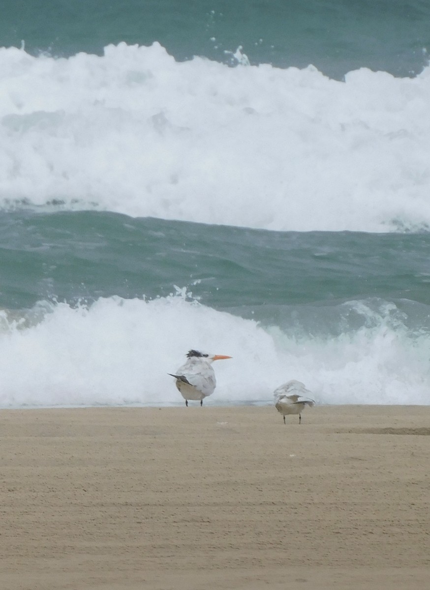 Royal Tern - ML642080927