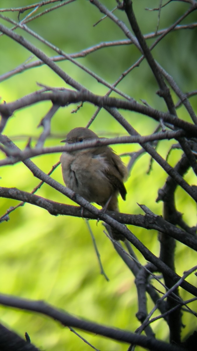 Southern House Wren - ML642080937