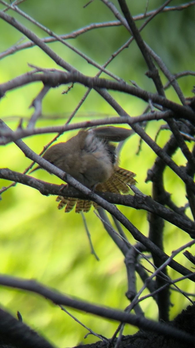 Southern House Wren - ML642080938