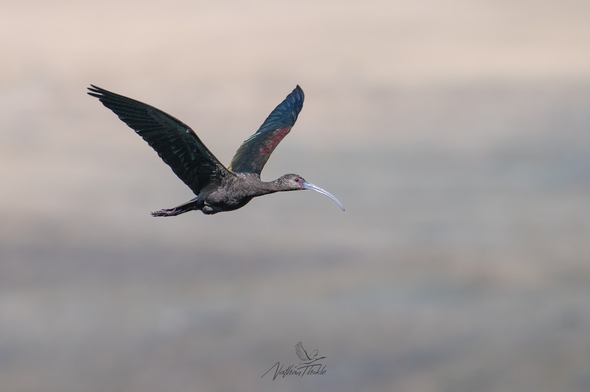 White-faced Ibis - ML642080961