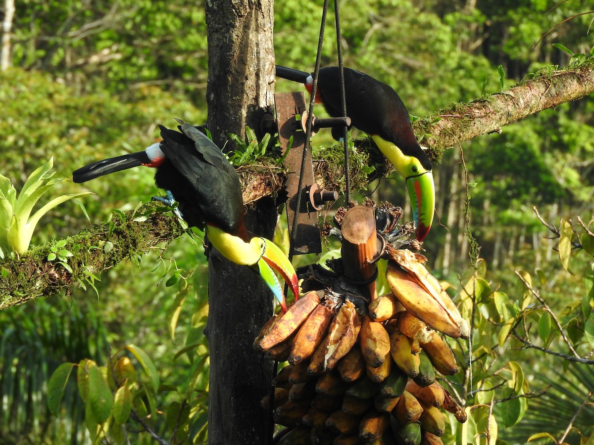 Keel-billed Toucan - ML642080965