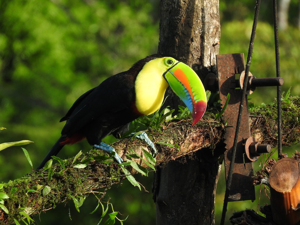 Keel-billed Toucan - ML642080966
