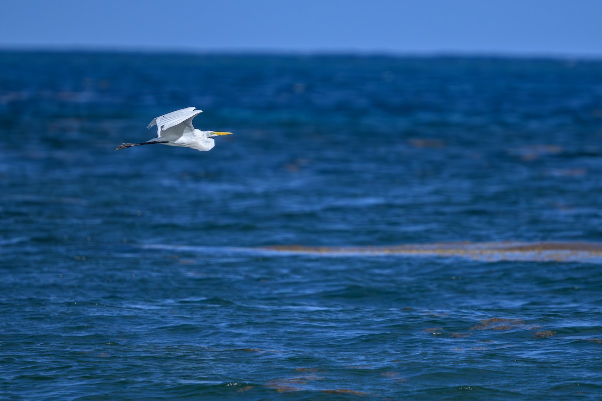 Great Egret - ML642080967