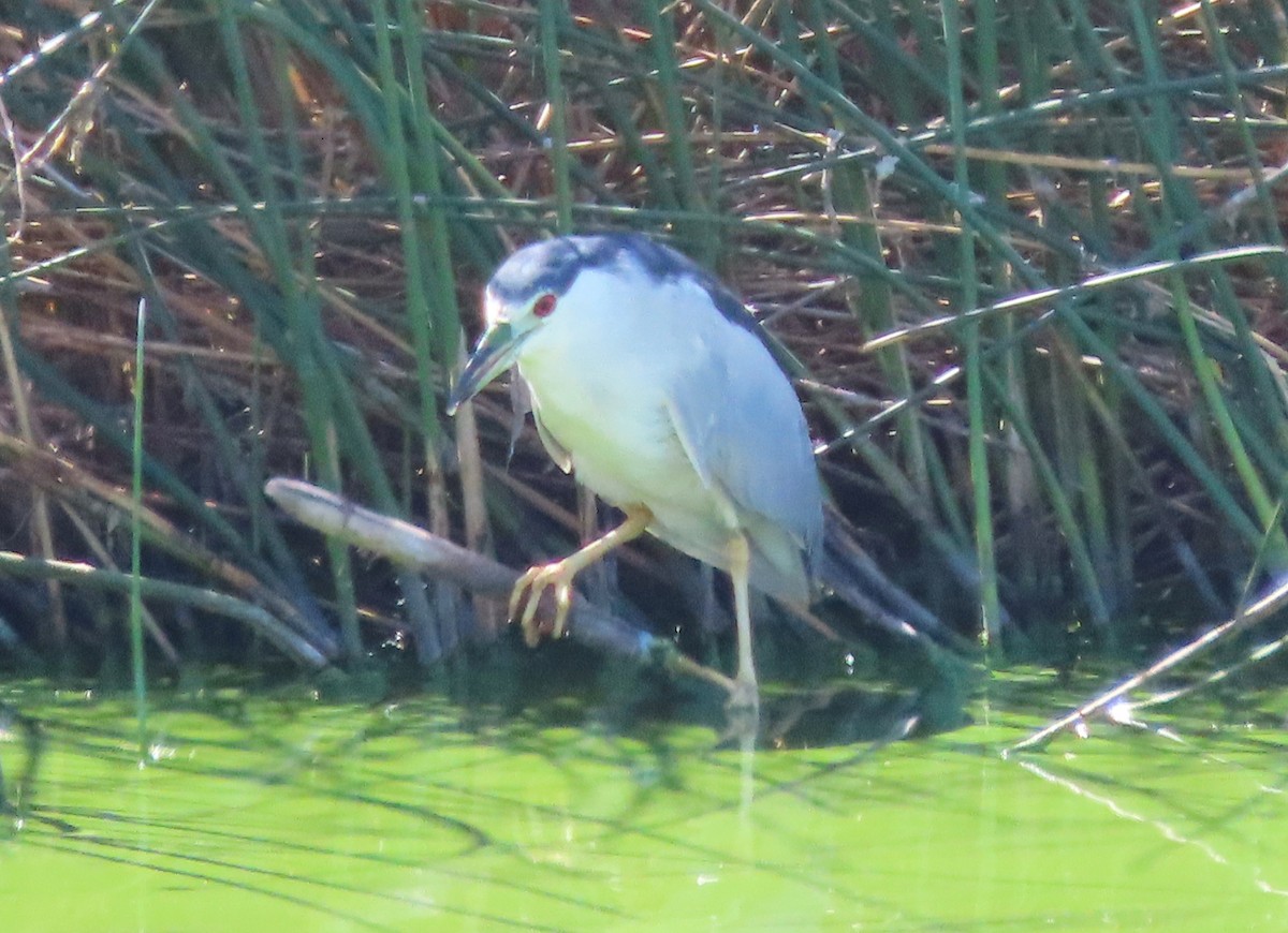 Black-crowned Night Heron - ML642080968