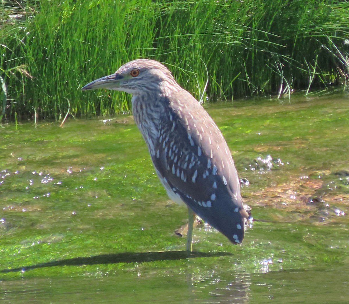 Black-crowned Night Heron - ML642080978