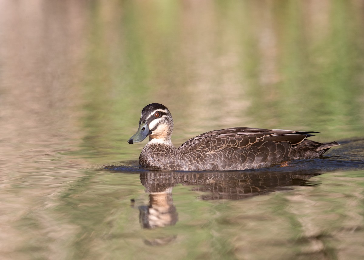 Pacific Black Duck - ML642080980
