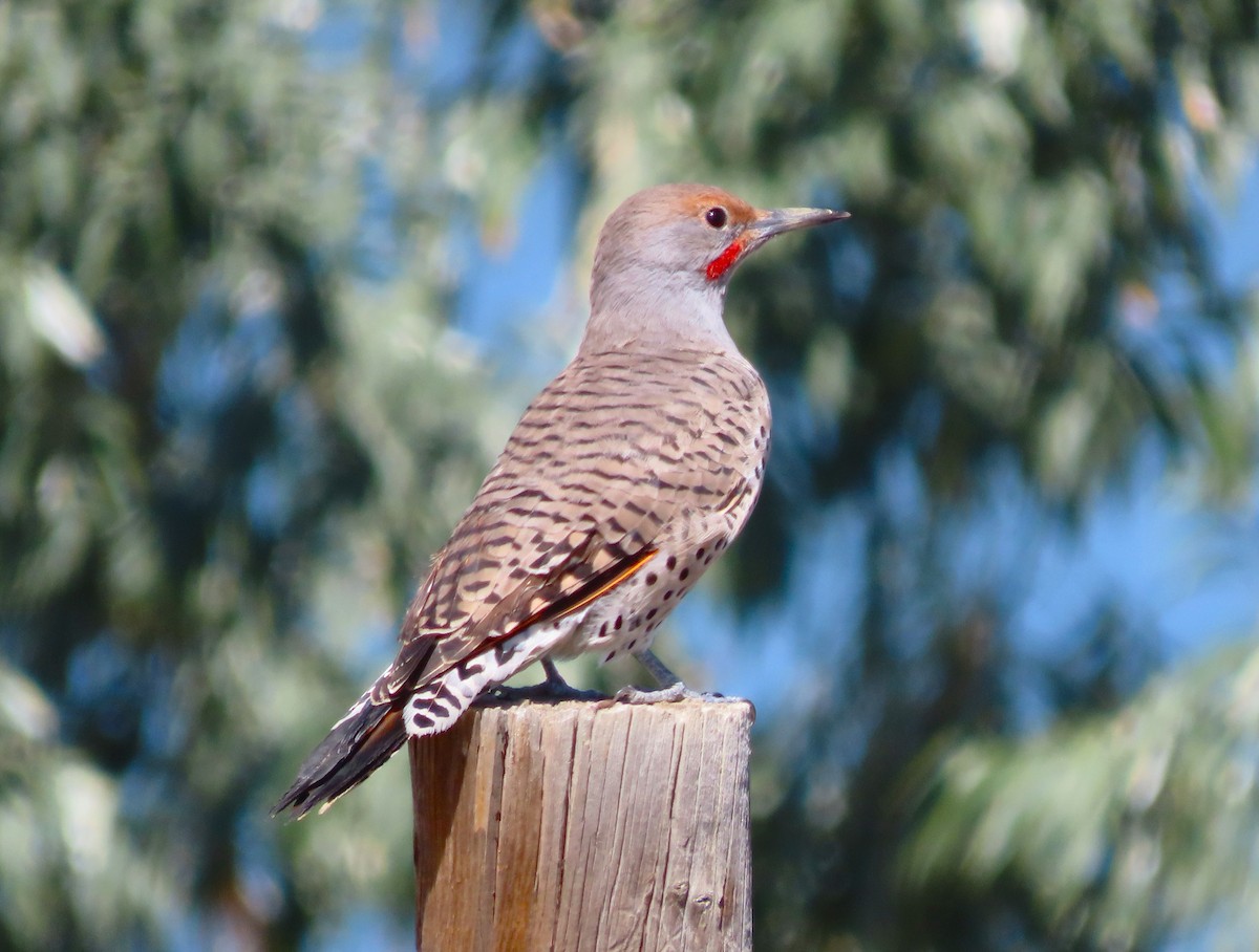 Northern Flicker - ML642080992