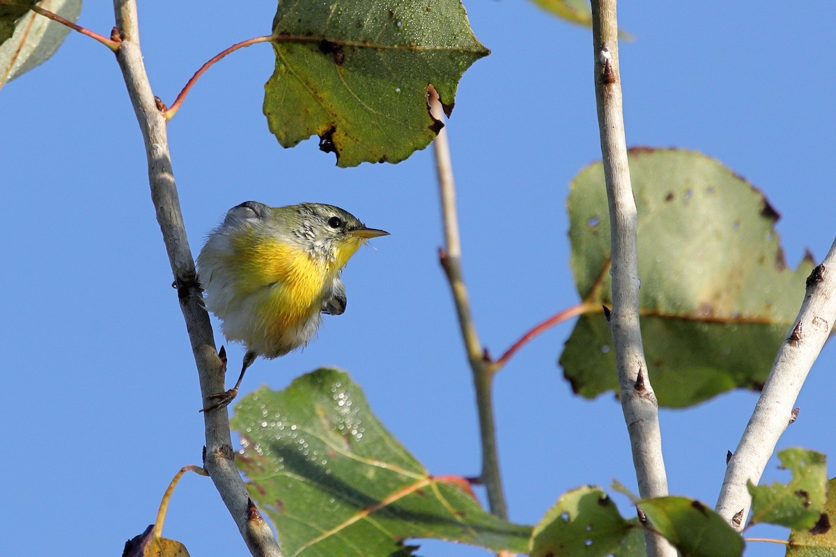 Northern Parula - ML642080993