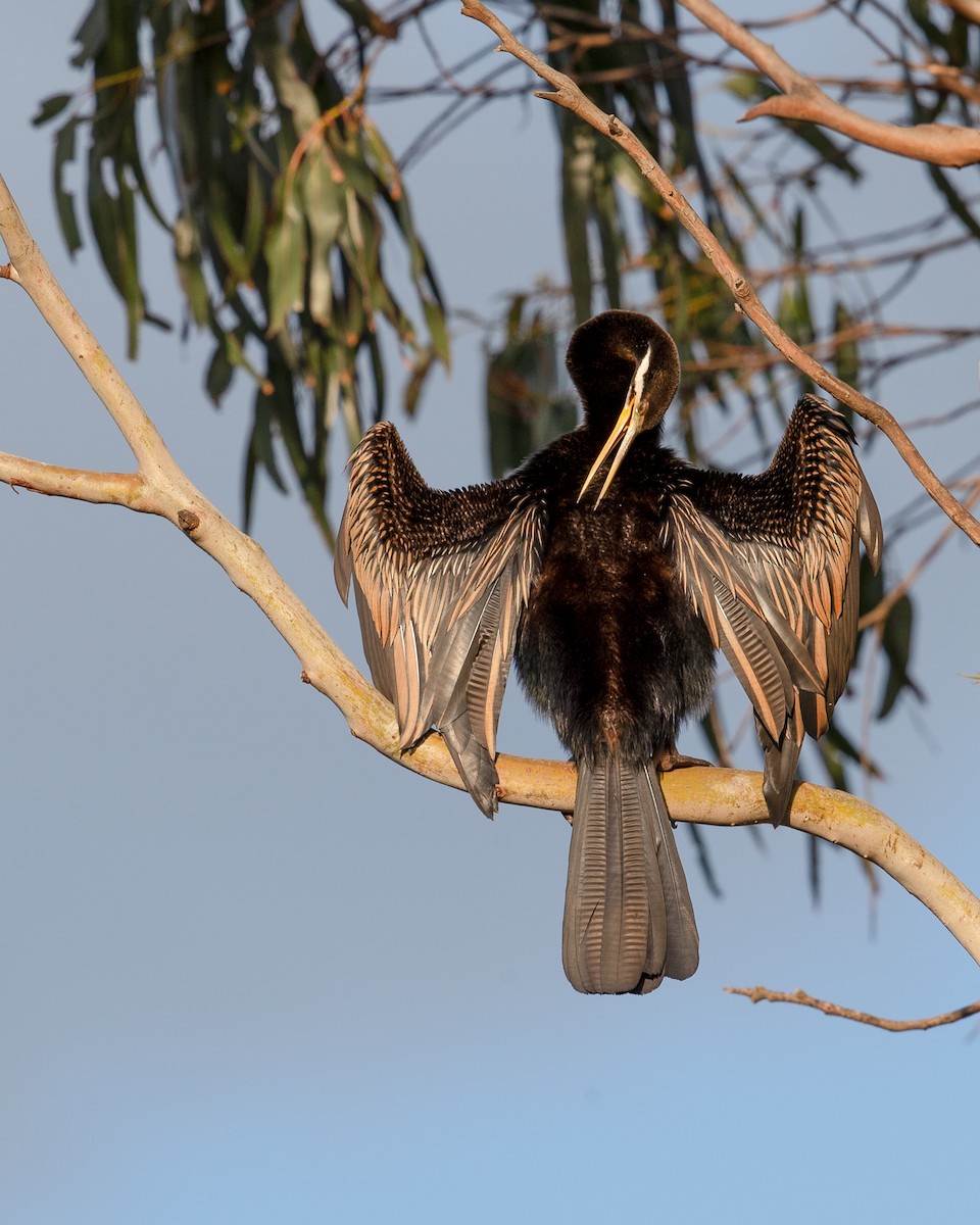 Australasian Darter - ML642080999