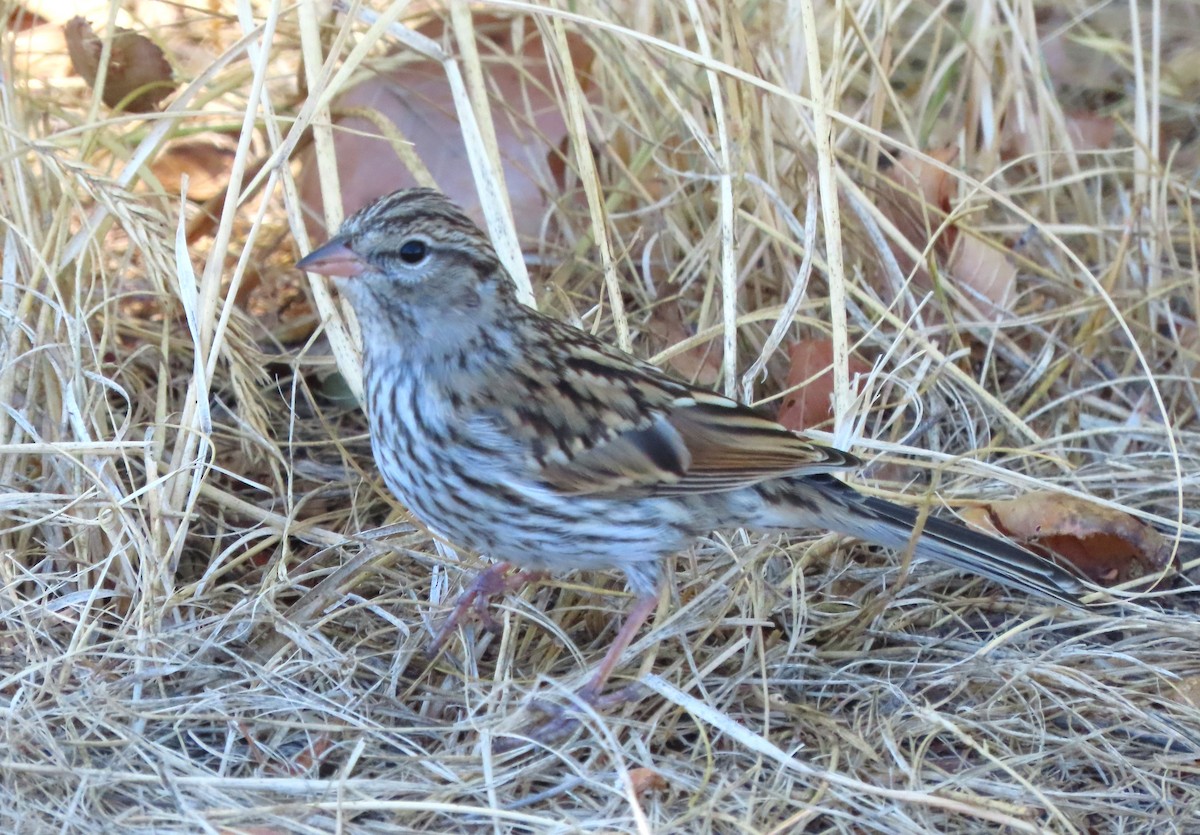 Chipping Sparrow - ML642081004